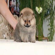 Hero’s Pom ปอมเมอเรเนียนแท้ สายเลือดดี หน้าสั้น ทรงสวย ขนฟู เกรดเลี้ยงเล่น สอบถา...