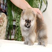 ขายปอมเมอเรเนียน สีส้ม เพศผู้ อายุ 2 เดือน ขนแน่น หน้าหมี มีใบพ็ดดีกรีเต็มใบ สอบ...