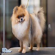 แบ่งขายเด็กโตเพศผู้ ราคาเบาๆ สนใจสอบถามเพิ่มเติมได้ที่ 0830777178