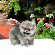 ปอมเมอเรเนียน สีส้ม เพศเมีย ทรงสวย น่ารักมาก อายุ 2 เดือน สอบถาม Line : @heropom...