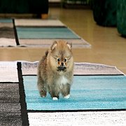 ปอมเมอเรเนียน สีส้ม เพศเมีย อายุ 2 เดือน ขนแน่น ทรงสวยมาก มีใบพ็ดดีกรีเต็มใบ สอบ...