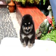 Hero's pom ปอมเมอเรเนียน น่ารัก ขนแน่น อายุ 2 เดือน พร้อมย้ายบ้าน สอนการเลี้ยงฟร...