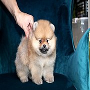 ขายปอมเมอเรเนียน สีส้ม เพศเมีย อายุ 2 เดือน ขนแน่น ทรงสวยมาก มีใบพ็ดดีกรีเต็มใบ...