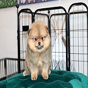 Hero's pom ปอมเมอเรเนียน เพศเมีย น่ารัก ขนแน่น อายุ 2 เดือน สอบถาม 0834655365