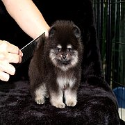 Hero's pom จำหน่ายปอมเมอเรเนียน หน้าหมี ขนแน่น อายุ 2 เดือน สอนการเลี้ยงฟรี สอบถ...