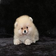 Hero's Pom ขายปอมเมอเรเนียน เพศผู้ อายุ 2 เดือน ขนแน่น น่ารัก ตัวเล็ก สอบถาม โทร...