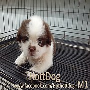 น้องชิสุห์เทอเลีย สีสวย ขนยาว น่ารักๆ พร้อมย้ายบ้านจ้า