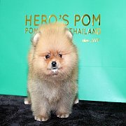 Hero's pom ปอมเมอเรเนียน น่ารัก ขนแน่น อายุ 2 เดือน พร้อมย้ายบ้าน สอนการเลี้ยงฟร...