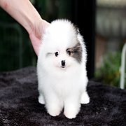 Hero's pom ปอมเมอเรเนียน น่ารัก ขนแน่น อายุ 2 เดือน พร้อมย้ายบ้าน สอนการเลี้ยงฟร...