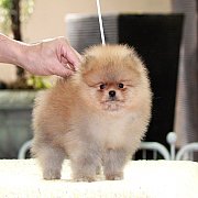 Hero's pom ปอมเมอเรเนียน น่ารัก ขนแน่น อายุ 2 เดือน พร้อมย้ายบ้าน สอนการเลี้ยงฟร...