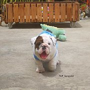 ปิดการขาย เด็กๆได้บ้านใหม่กันหมดแล้วค่าา