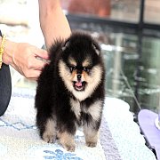 Hero's pom ปอมเมอเรเนียน น่ารัก ขนแน่น อายุ 2 เดือน พร้อมย้ายบ้าน สอนการเลี้ยงฟร...