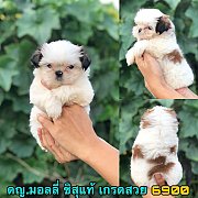 ชิสุแท้ เมีย 6900