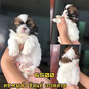 ชิสุแท้ ผู้ 6500