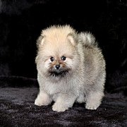 Hero's pom ปอมเมอเรเนียน น่ารัก ขนแน่น อายุ 2 เดือน พร้อมย้ายบ้าน สอนการเลี้ยงฟร...