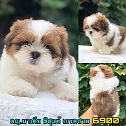 ชิสุแท้เมีย เกรดสวย 6900