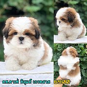 ชิสุแท้ ผู้  เกรดสวย 6900