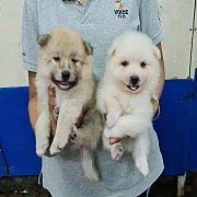 ลูกปอมสวยๆ ขนแน่นๆ สีหวานๆ เกรด A ชุดที่ 82 จาก kankarnclub มีจัดส่งทั่วประเทศ (...