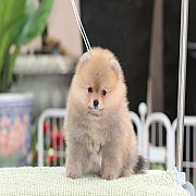 Hero's pom ปอมเมอเรเนียน น่ารัก ขนแน่น อายุ 2 เดือน พร้อมย้ายบ้าน สอนการเลี้ยงฟร...