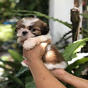 ชิสุ ผู้ จัดส่ง ขายแล้ว