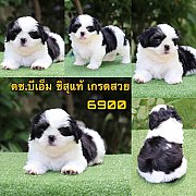 ชิสุแท้ ผู้ เกรดสวย