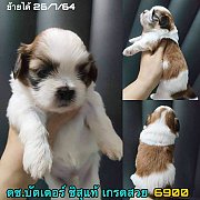 ชิสุทอยแท้ ผู้ เกรดสวย 6900