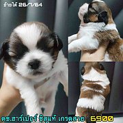 ชิสุทอยแท้ ผู้ เกรดสวย 6900