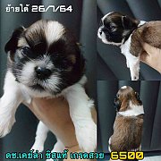 ชิสุแท้ ผู้  เกรดสวย 6500