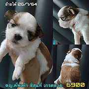 ชิสุแท้ เมีย เกรดสวย 6900