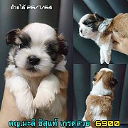 ชิสุแท้ เมีย เกรดสวย 6900