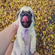 น้องปั๊ก เพศผู้ พร้อมย้ายบ้าน