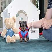จำหน่าย Yorkshire terrier พร้อมย้ายบ้าน สอนการเลี้ยงฟรี สอบถาม 0834655365 