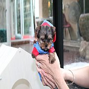 จำหน่าย Yorkshire terrier พร้อมย้ายบ้าน สอนการเลี้ยงฟรี สอบถาม 0834655365 