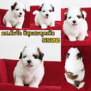 ชิสุผสมพุดเดิ้ล