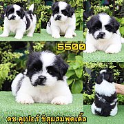 ชิสุผสมพุดเดิ้ล ผู้