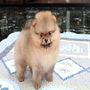 Hero's pom จำหน่ายปอมเมอเรเนียน น่ารัก ขนแน่น อายุ 2 เดือน สอนการเลี้ยงฟรี สอบถา...