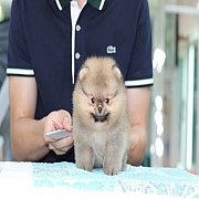 Hero's pom จำหน่ายปอมเมอเรเนียน น่ารัก ขนแน่น อายุ 2 เดือน สอนการเลี้ยงฟรี สอบถา...