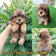 ชิสุผสมพุดเดิ้ล ผู้