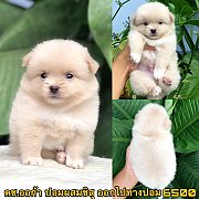 ชิสุผสมปอม ผู้ 6500
