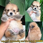 ชิสุผสมปอม เมีย 