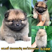 ชิสุผสมปอม 