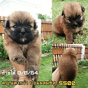 ชิสุผสมปอม 