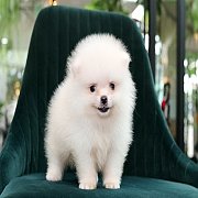 Hero's pom จำหน่ายปอมเมอเรเนียน น่ารัก ขนแน่น อายุ 2 เดือน สอนการเลี้ยงฟรี สอบถา...