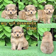 ชิสุผสมปอม เมีย 5700