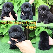 ชิสุผสมปอม เมีย 4900