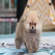 Hero's pom จำหน่ายปอมเมอเรเนียน น่ารัก ขนแน่น อายุ 2 เดือน สอนการเลี้ยงฟรี สอบถา...