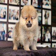 Hero's pom จำหน่ายปอมเมอเรเนียน น่ารัก ขนแน่น อายุ 2 เดือน สอนการเลี้ยงฟรี สอบถา...