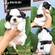 ชิสุแท้ เกรดสวย 6900