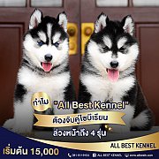 ฟาร์มไซบีเรียนเกรดไฮเอน allbest kennel