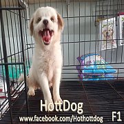 ลูกสุนัข ปอมผสมชิสุ สีสวยๆ ลายสวยๆ พร้อมย้ายบ้านจ้า